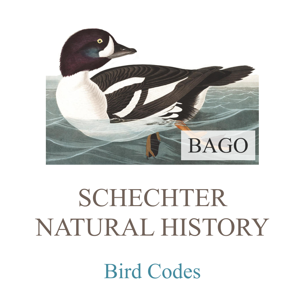 Bird Codes of the ABA and AOU