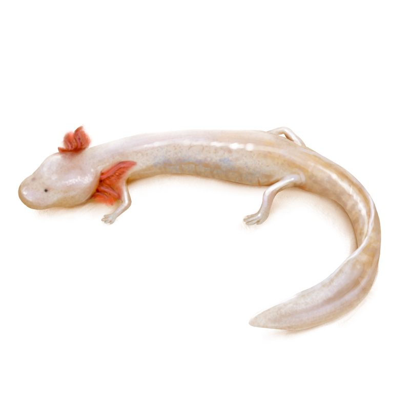Comal Blind Salamander