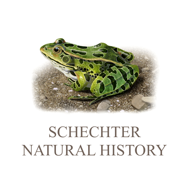 Schechter Natural History Logo