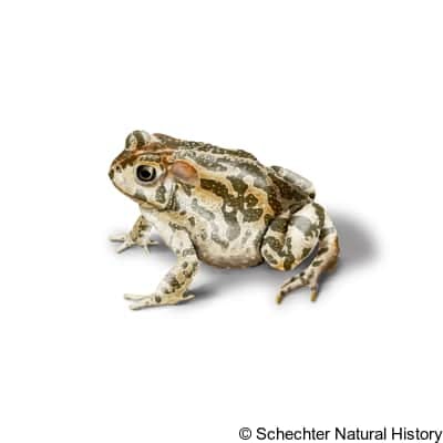 great plains toad