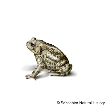 canadian toad