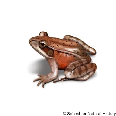 northern red-legged frog