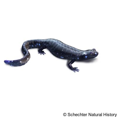 blue-spotted salamander