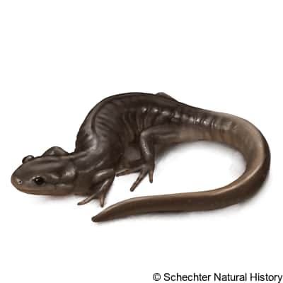 jefferson salamander