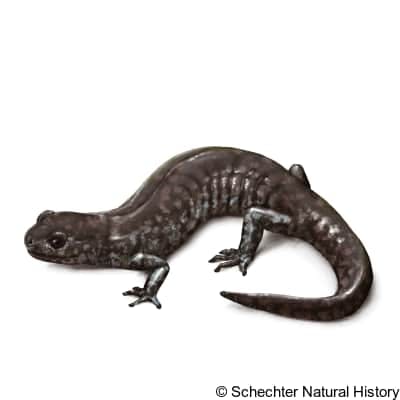 mabee's salamander