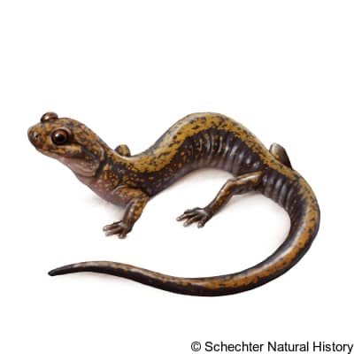 dunn's salamander