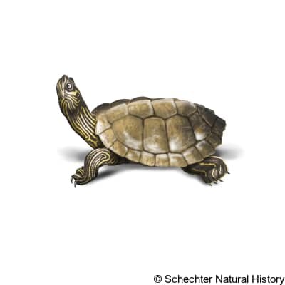 false map turtle