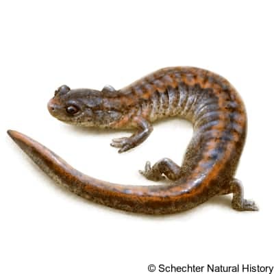webster's salamander