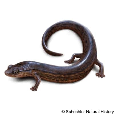 many-lined salamander