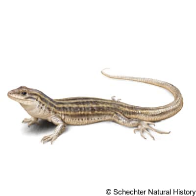 new mexico whiptail