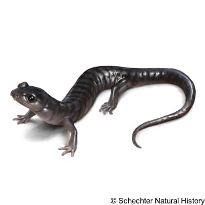 southern gray-cheeked salamander