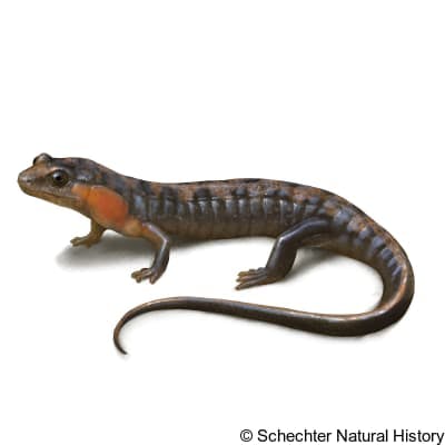 imitator salamander