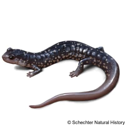 sequoyah slimy salamander