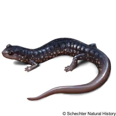 atlantic coast slimy salamander
