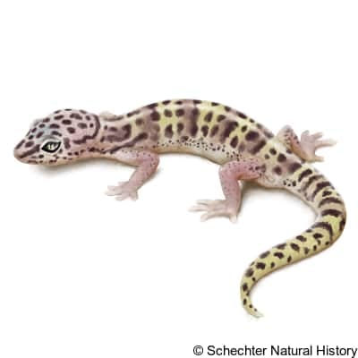 western banded gecko