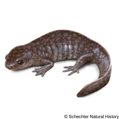 mole salamander