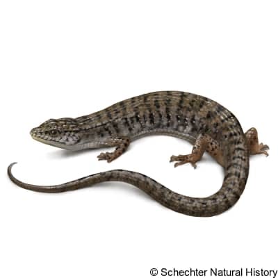 northern alligator lizard