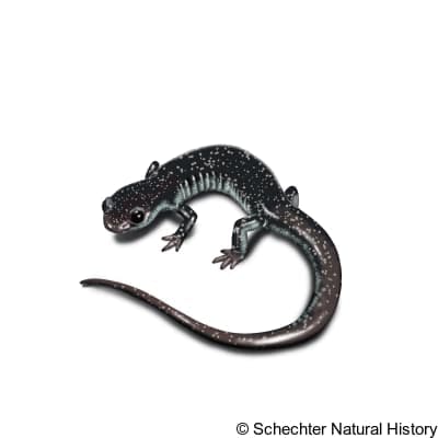 tellico salamander