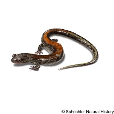 big levels salamander