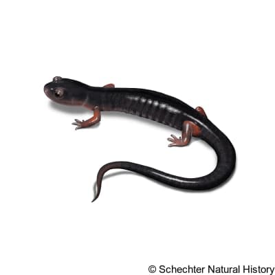 cheoah bald salamander