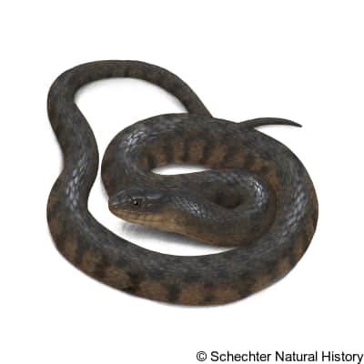 mississippi green watersnake