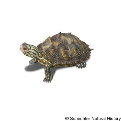 barbour's map turtle