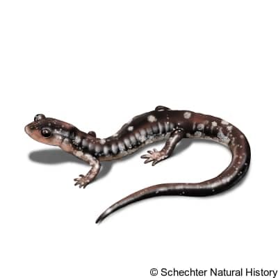 fourche mountain salamander