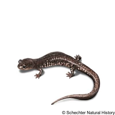 savannah slimy salamander