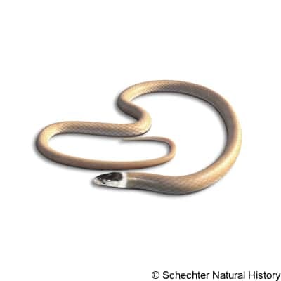 mexican black-headed snake
