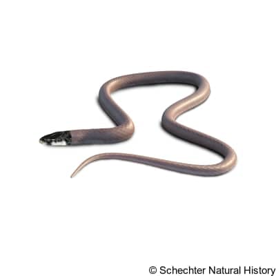 florida crowned snake