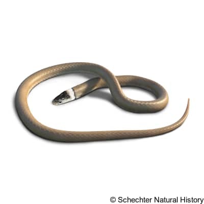 chihuahuan black-headed snake