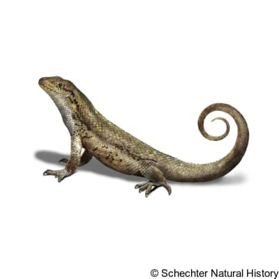 northern curly-tailed lizard