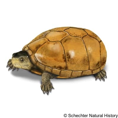 Chihuahuan Mud Turtle