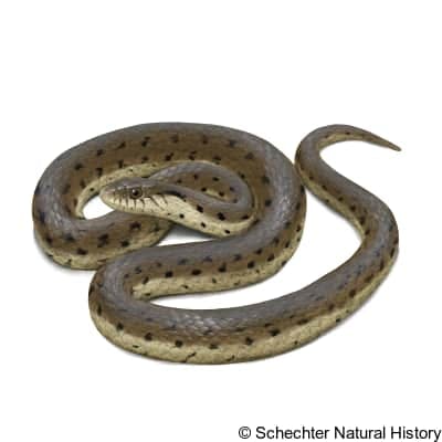 Two-striped Garter Snake