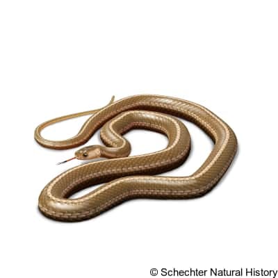 Short-headed Garter Snake