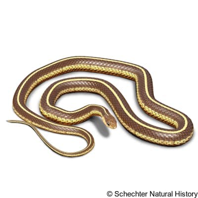 Butler's Garter Snake