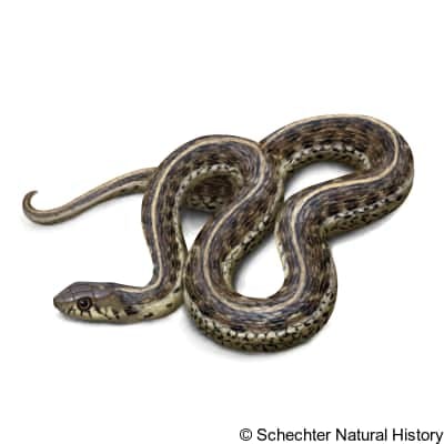 Mexican Garter Snake