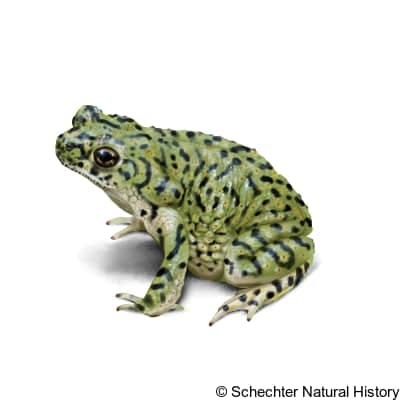 Chihuahuan Green Toad