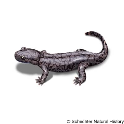 idaho giant salamander