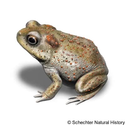red-spotted toad