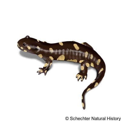 california tiger salamander
