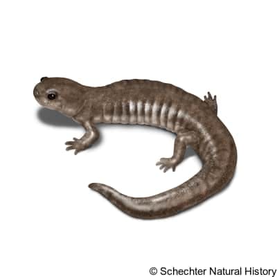 streamside salamander