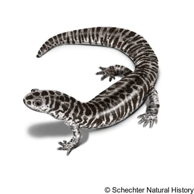 reticulated flatwoods salamander