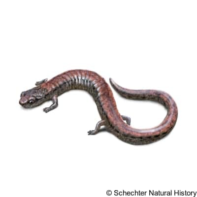 Southern California Slender Salamander