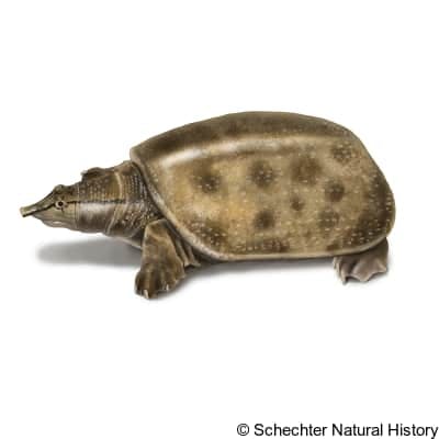 Wattle-necked Softshell Turtle