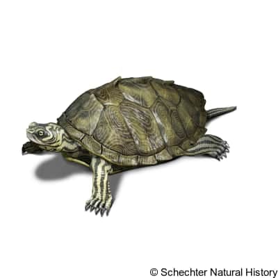 cagle's map turtle
