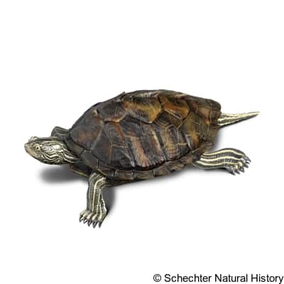 northern map turtle
