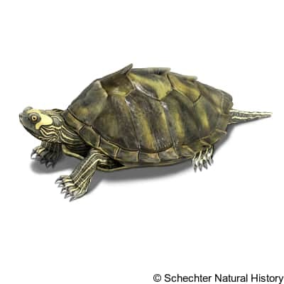 pearl river map turtle