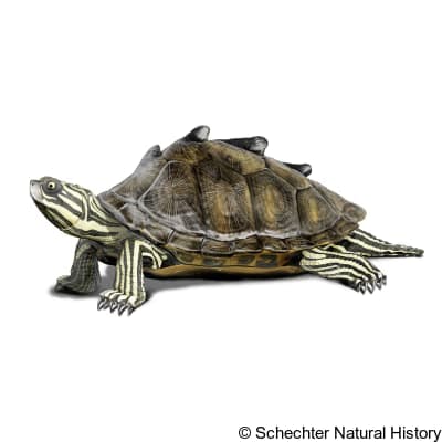 Black-knobbed Map Turtle