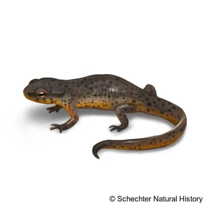black-spotted newt